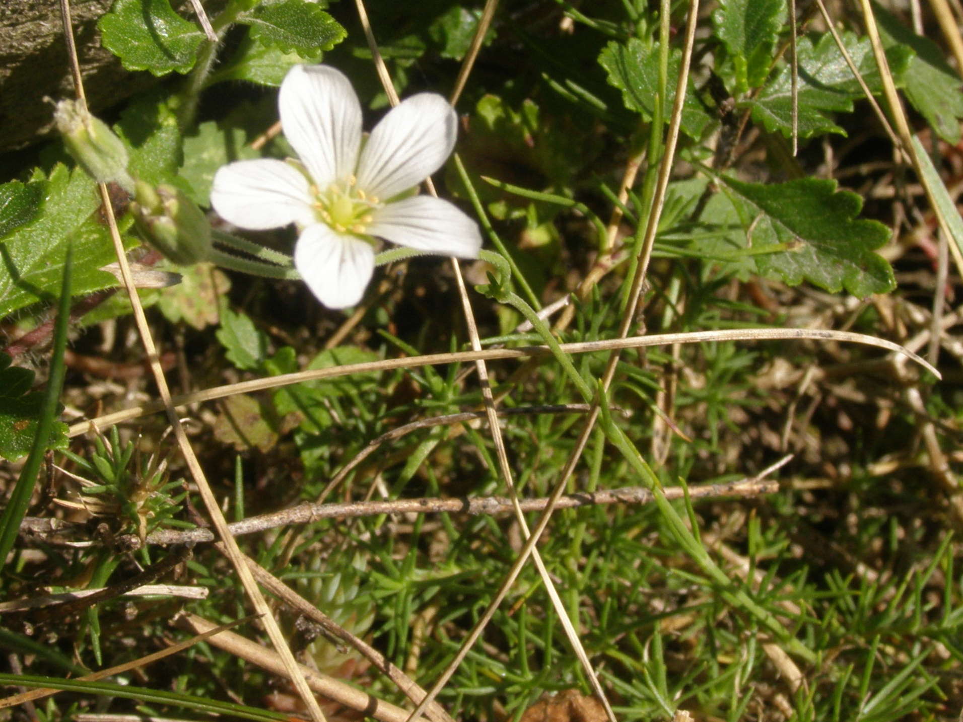 cariofillacea a sei petali?